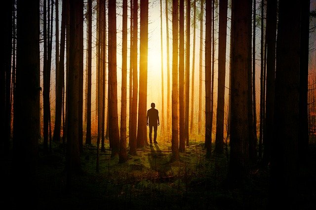 Wald im Licht und Schatten
